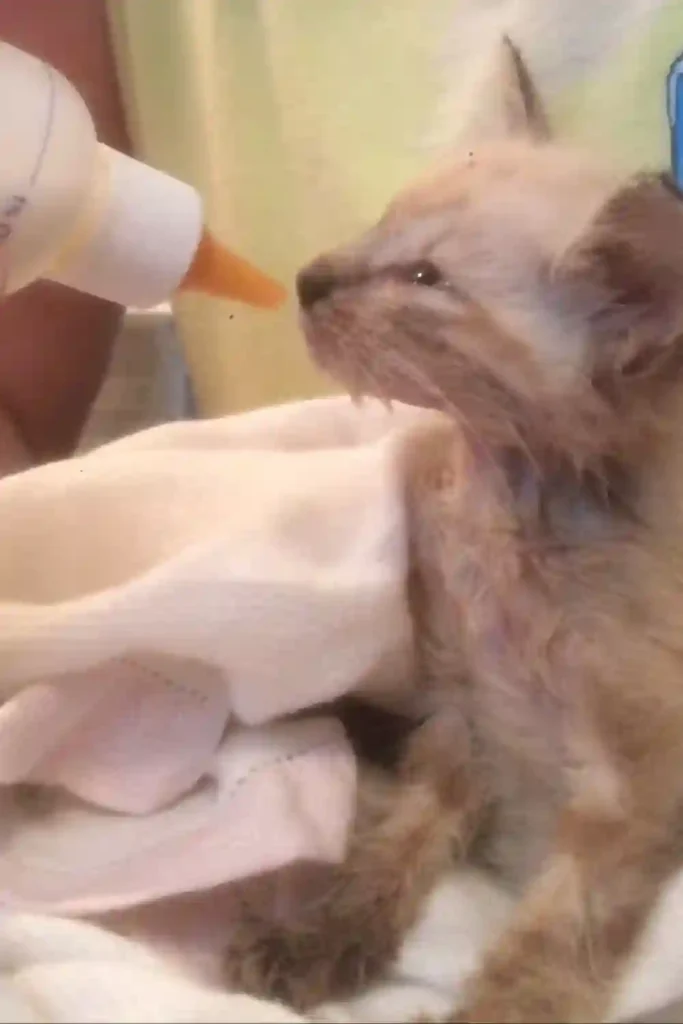 Close-up of a rescued kitten wrapped in a towel, looking up at a milk bottle as someone gently feeds it.