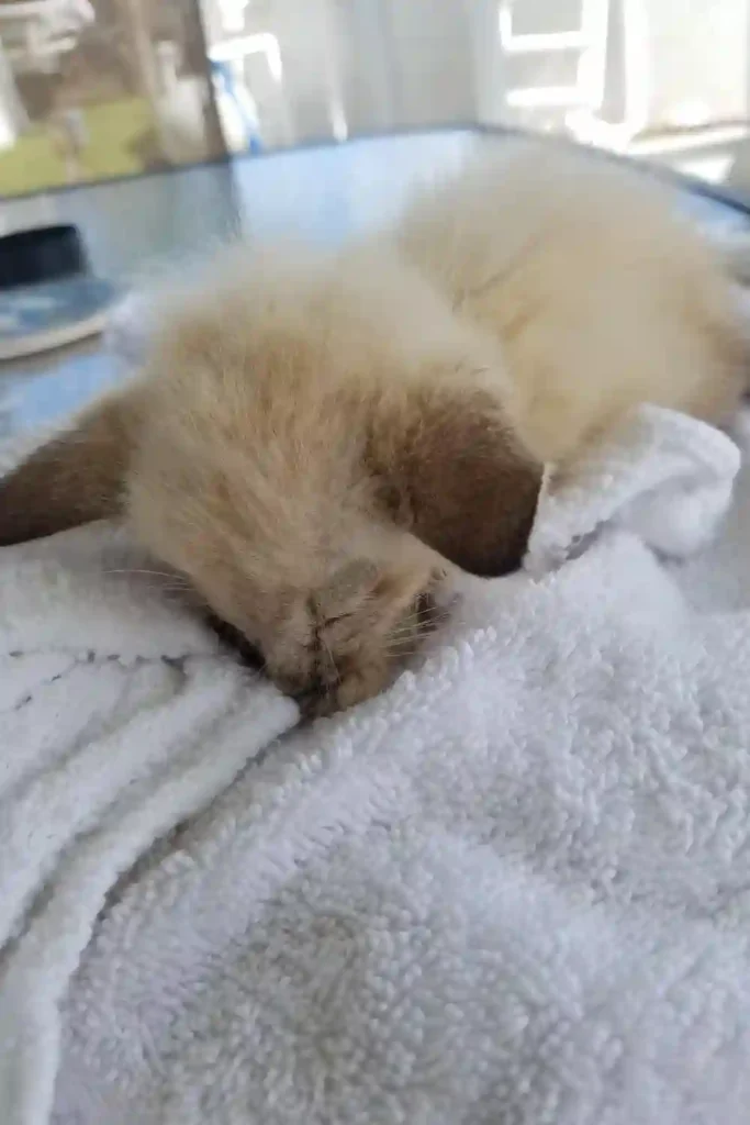 A small light brown kitten sleeping deeply with its face buried in a white towel, finally resting after being rescued.