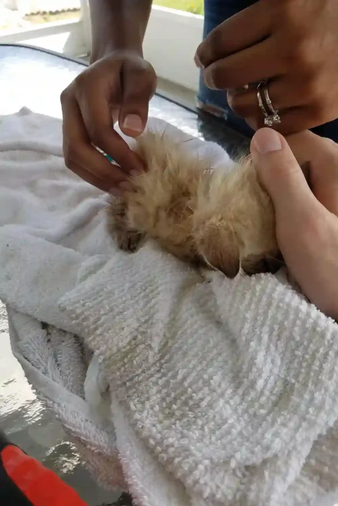 Two pairs of hands carefully examining a fragile kitten wrapped in soft white towels during rescue.