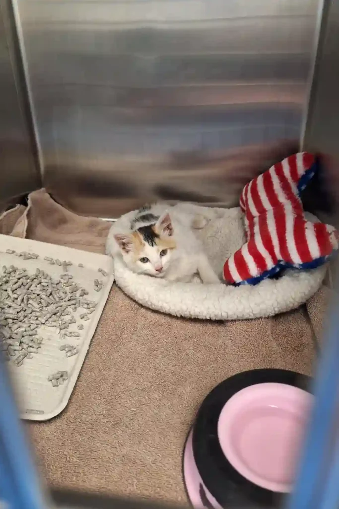 A small calico kitten curled up in a fluffy white bed next to a red-striped plush toy and a tray of litter inside a kennel.