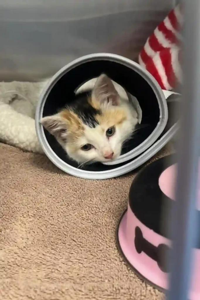 A calico kitten resting inside a circular tunnel, looking out with tired but curious eyes, lying on a soft brown towel.