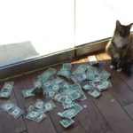 A tabby cat sitting near a pile of collected dollar bills and coins by the office window.