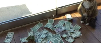 A tabby cat sitting near a pile of collected dollar bills and coins by the office window.