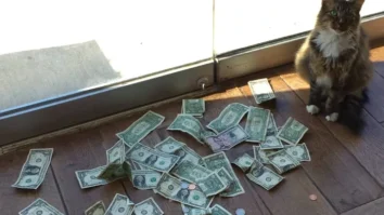 A tabby cat sitting near a pile of collected dollar bills and coins by the office window.