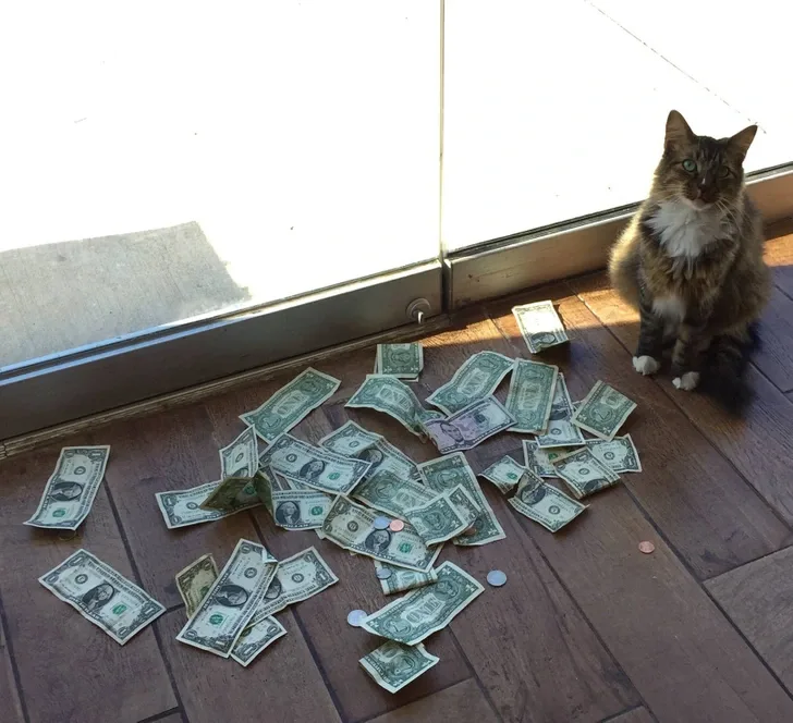 A tabby cat sitting near a pile of collected dollar bills and coins by the office window.