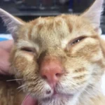 Close-up of Hiro, an orange tabby cat, showing a gentle expression as he recovers from his traumatic past.