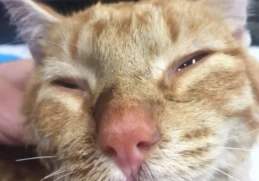 Close-up of Hiro, an orange tabby cat, showing a gentle expression as he recovers from his traumatic past.