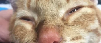 Close-up of Hiro, an orange tabby cat, showing a gentle expression as he recovers from his traumatic past.