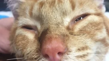 Close-up of Hiro, an orange tabby cat, showing a gentle expression as he recovers from his traumatic past.