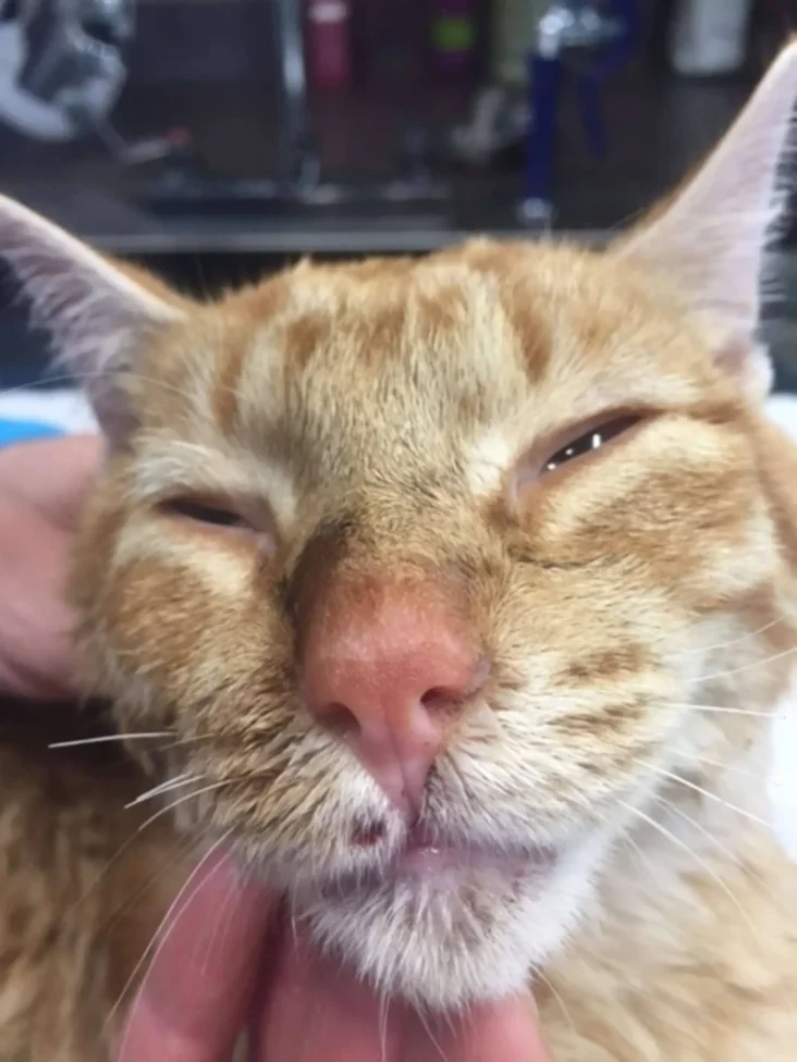 Close-up of Hiro, an orange tabby cat, showing a gentle expression as he recovers from his traumatic past.