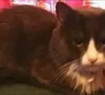 A 15-year-old black-and-white cat named Bandit, who saved his family from a house fire by waking his owner.