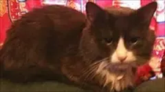 A 15-year-old black-and-white cat named Bandit, who saved his family from a house fire by waking his owner.