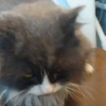 Barsik the cat, safe and sound after being rescued from a running washing machine by his quick-thinking owner.