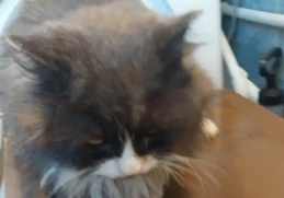 Barsik the cat, safe and sound after being rescued from a running washing machine by his quick-thinking owner.