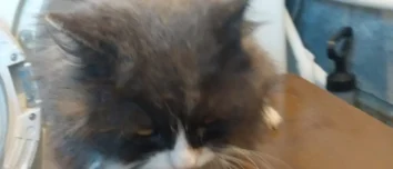 Barsik the cat, safe and sound after being rescued from a running washing machine by his quick-thinking owner.