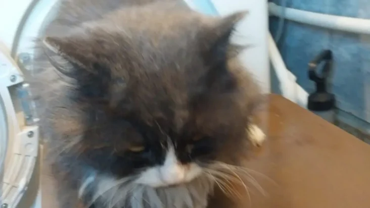 Barsik the cat, safe and sound after being rescued from a running washing machine by his quick-thinking owner.