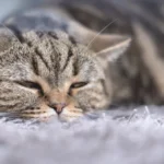 A sick tabby cat lying on a gray carpet, looking tired and unwell.