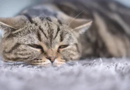 A sick tabby cat lying on a gray carpet, looking tired and unwell.