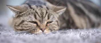 A sick tabby cat lying on a gray carpet, looking tired and unwell.