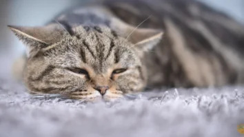 A sick tabby cat lying on a gray carpet, looking tired and unwell.