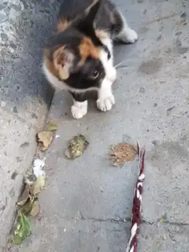 Tiny Parking Lot Kitten Walked Up to a Stranger — Now She Can’t Stop Purring in Her New Safe Place