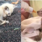 A weak kitten curled up on pavement in the left image, and in the right image, the same kitten being bottle-fed and wrapped in a towel.