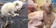 A weak kitten curled up on pavement in the left image, and in the right image, the same kitten being bottle-fed and wrapped in a towel.