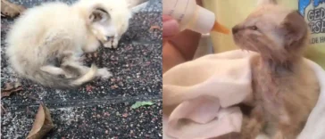 A weak kitten curled up on pavement in the left image, and in the right image, the same kitten being bottle-fed and wrapped in a towel.