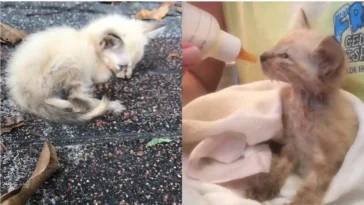 A weak kitten curled up on pavement in the left image, and in the right image, the same kitten being bottle-fed and wrapped in a towel.