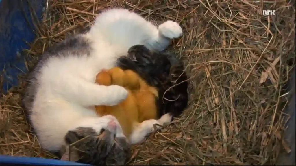 A cat lovingly cuddles a group of newborn ducklings and kittens in a nest of hay.