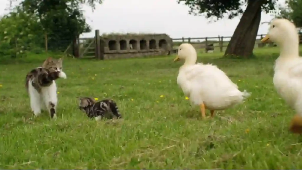A mother cat carries a kitten across a grassy field, followed closely by ducklings.
