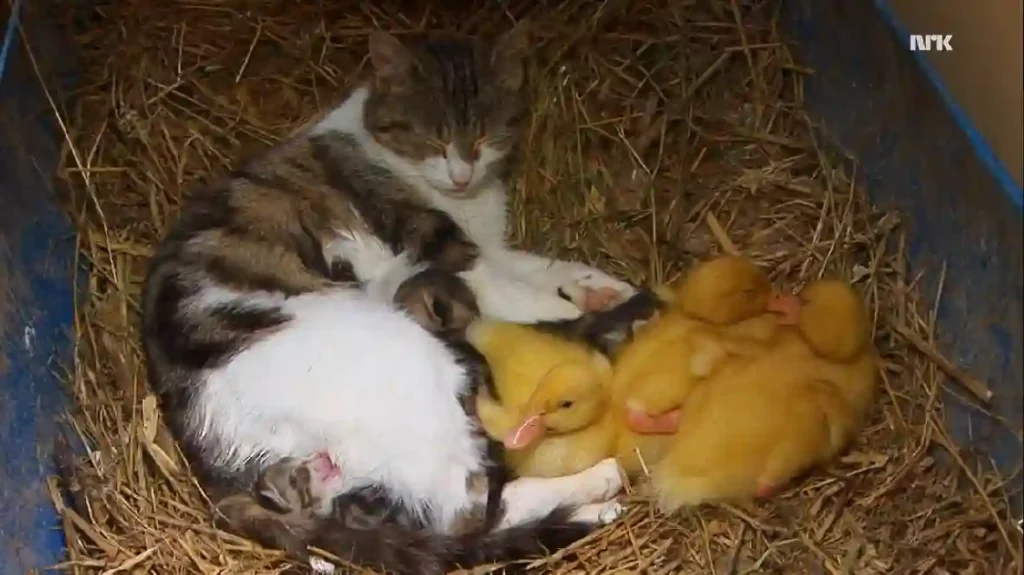 A cat rests peacefully in a nest with her kittens and several yellow ducklings snuggled beside her.