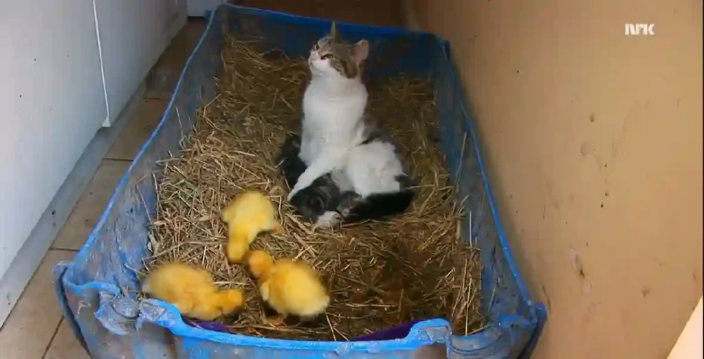 A cat sits upright in a hay-lined box while ducklings and kittens move around her, safe under her watchful gaze.